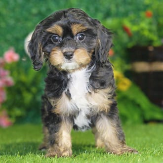 Piper, a female Cavapoo puppy for sale at Blue Sky Puppies Nashville TN
