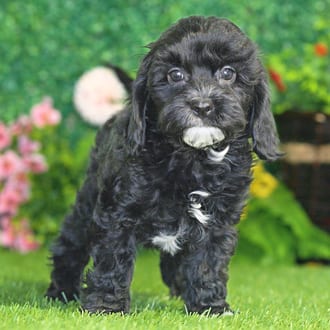Bennett, a male Cavapoo puppy for sale at Blue Sky Puppies Nashville TN