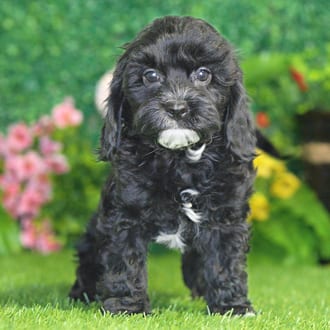 Bennett, a male Cavapoo puppy for sale at Blue Sky Puppies Nashville TN