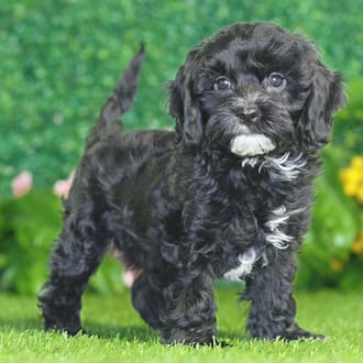 Bennett, a male Cavapoo puppy for sale at Blue Sky Puppies Nashville TN