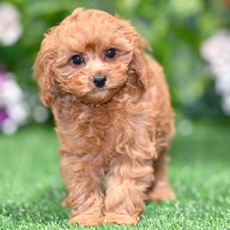 Henry puppy images
