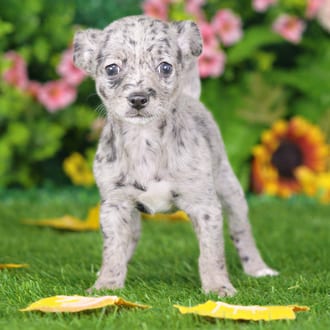 Foxy, a female Chihuahua puppy for sale at Blue Sky Puppies Nashville TN