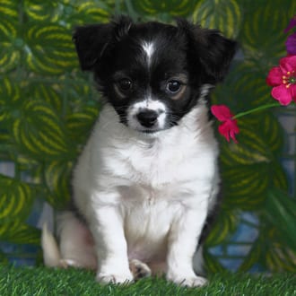 Benny, a male Chihuahua puppy for sale at Blue Sky Puppies Orlando FL