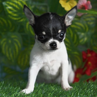 CJ, a male Chihuahua puppy for sale at Blue Sky Puppies Orlando FL