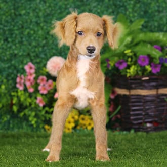 Yuliana, a female Cockapoo F1B puppy for sale at Blue Sky Puppies Nashville TN