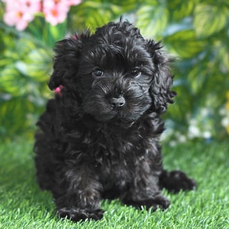 Hoover, a male Cockapoo F1B puppy for sale at Blue Sky Puppies Orlando FL