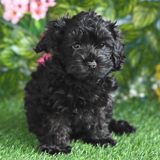 Hoover, a male Cockapoo F1B puppy for sale at Blue Sky Puppies Orlando FL