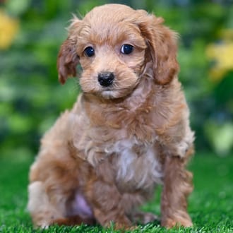 Phoenix puppy images