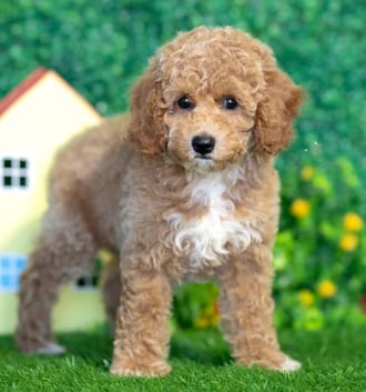 Autumn puppy images