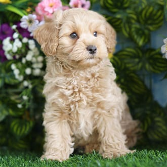 Carter, a male Cockapoo F1B puppy for sale at Blue Sky Puppies Orlando FL