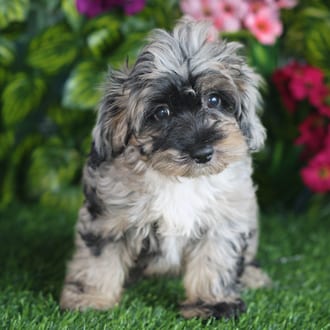 Marshmallow, a female Cockapoo F1B puppy for sale at Blue Sky Puppies Orlando FL