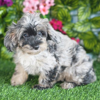 Marshmallow, a female Cockapoo F1B puppy for sale at Blue Sky Puppies Orlando FL