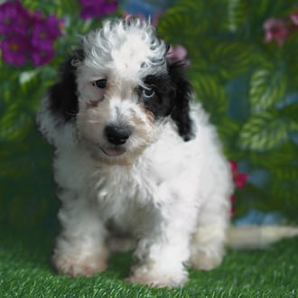 Duke, a male Cockapoo F1B puppy for sale at Blue Sky Puppies Orlando FL