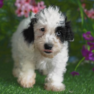Duke, a male Cockapoo F1B puppy for sale at Blue Sky Puppies Orlando FL