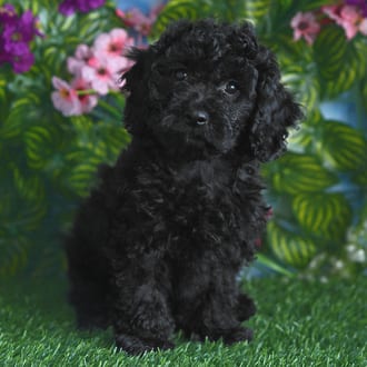 Petunia, a female Cockapoo F1B puppy for sale at Blue Sky Puppies Orlando FL