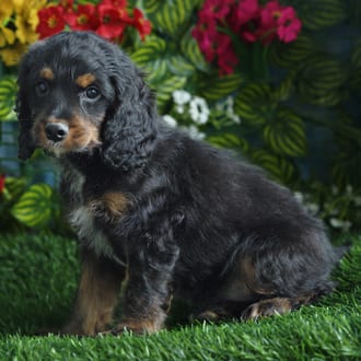 Edgar, a male Cockapoo F1B puppy for sale at Blue Sky Puppies Orlando FL