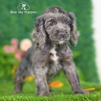 Noodle, a female Cocker Spaniel puppy for sale at Blue Sky Puppies Nashville TN