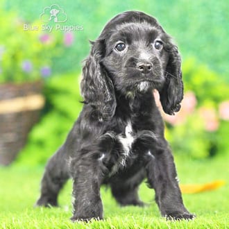 Destiny, a female Cocker Spaniel puppy for sale at Blue Sky Puppies Nashville TN