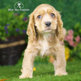 Asher, a male Cocker Spaniel puppy for sale at Blue Sky Puppies Nashville TN