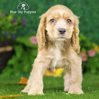 Asher, a male Cocker Spaniel puppy for sale at Blue Sky Puppies Nashville TN