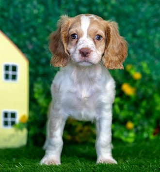 Bitsy puppy images