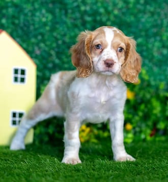 Bitsy puppy images
