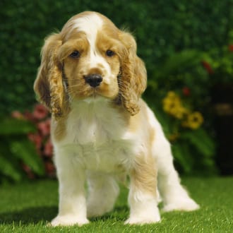 Ghost, a male Cocker Spaniel puppy for sale at Blue Sky Puppies Nashville TN