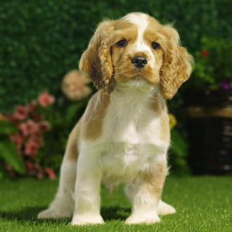 Ghost, a male Cocker Spaniel puppy for sale at Blue Sky Puppies Nashville TN