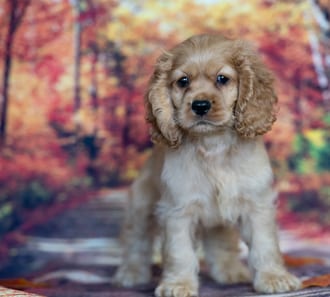 Clyde, a male Cocker Spaniel puppy for sale at Blue Sky Puppies Nashville TN
