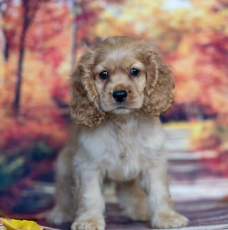 Clyde, a male Cocker Spaniel puppy for sale at Blue Sky Puppies Nashville TN