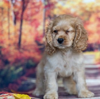 Clyde, a male Cocker Spaniel puppy for sale at Blue Sky Puppies Nashville TN