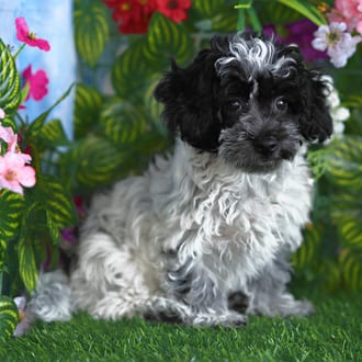 Kendrick, a male Cotonpoo puppy for sale at Blue Sky Puppies Orlando FL