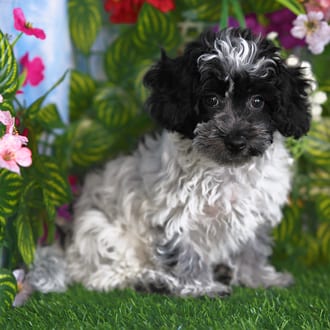 Kendrick, a male Cotonpoo puppy for sale at Blue Sky Puppies Orlando FL