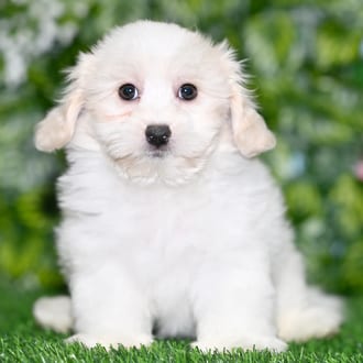 Jack puppy images