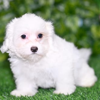 Cassie puppy images