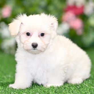 Minnie, a female Cotonpoo puppy for sale at Blue Sky Puppies Orlando FL