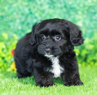 Davis puppy images