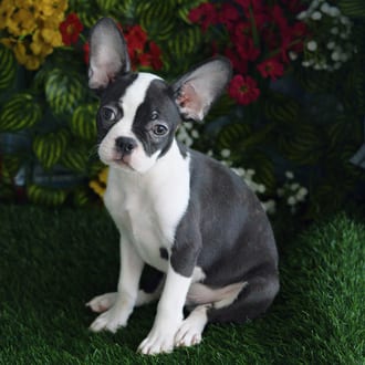 Rusty, a male Frenchton puppy for sale at Blue Sky Puppies Orlando FL