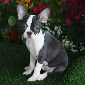 Rusty, a male Frenchton puppy for sale at Blue Sky Puppies Orlando FL