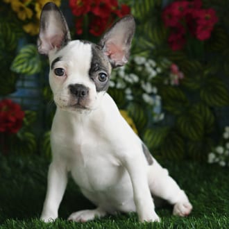 Elowen, a female Frenchton puppy for sale at Blue Sky Puppies Orlando FL