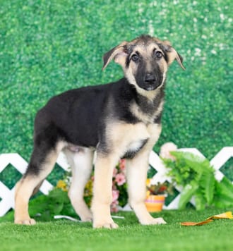 Nash, a male German Shepherd puppy for sale at Blue Sky Puppies Nashville TN