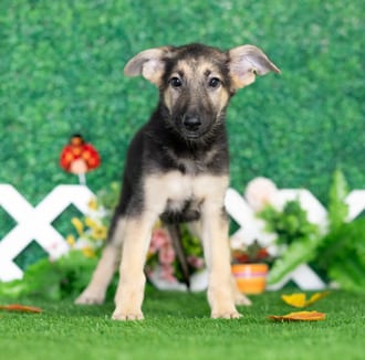 Goldie, a female German Shepherd puppy for sale at Blue Sky Puppies Nashville TN