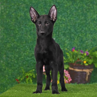 Fritz, a male German Shepherd puppy for sale at Blue Sky Puppies Nashville TN