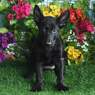 Plum, a female German Shepherd puppy for sale at Blue Sky Puppies Orlando FL