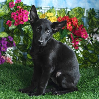 Plum, a female German Shepherd puppy for sale at Blue Sky Puppies Orlando FL