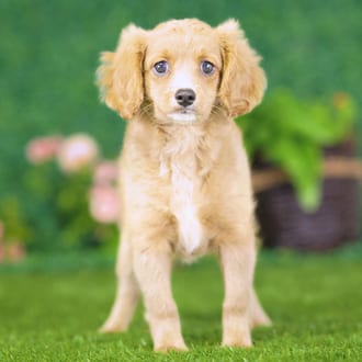 Yasmin, a female Golden Cavadoodle puppy for sale at Blue Sky Puppies Nashville TN