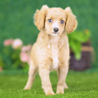 Yasmin, a female Golden Cavadoodle puppy for sale at Blue Sky Puppies Nashville TN