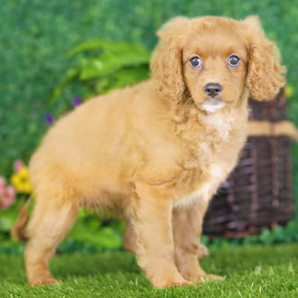 Dakota, a female Golden Cavadoodle puppy for sale at Blue Sky Puppies Nashville TN