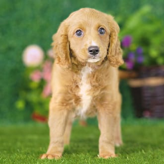 Koda, a male Golden Cavadoodle puppy for sale at Blue Sky Puppies Nashville TN