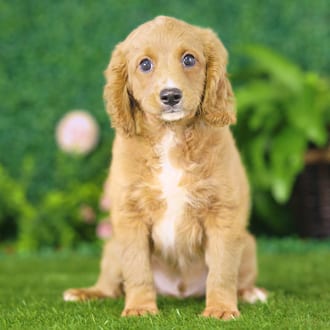 Koda, a male Golden Cavadoodle puppy for sale at Blue Sky Puppies Nashville TN